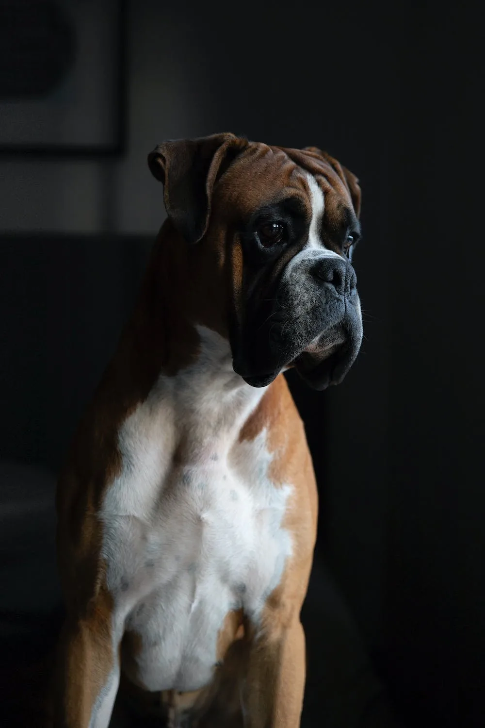 dog boxer