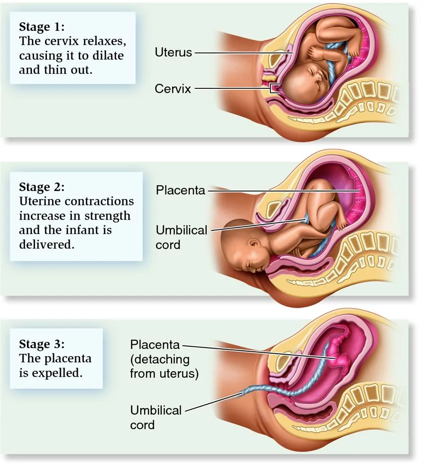 mastering the miracle of childbirth